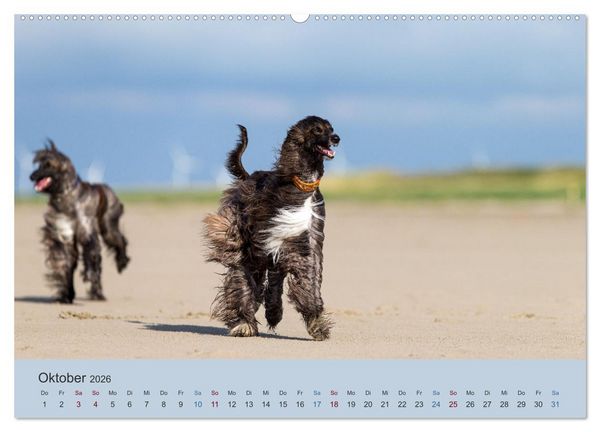 Produktbild: AFGHANISCHE WINDHUNDE 2026 (hochwertiger Premium Wandkalender 2026 DIN A2 quer), Kunstdruck in Hochglanz