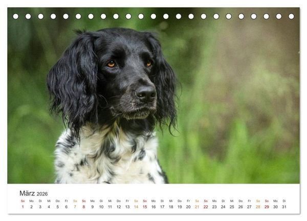 Produktbild: Treue Jagdgef&auml;hrten - Jagdhunderassen im Portrait (Tischkalender 2026 DIN A5 quer), CALVENDO Monatskalender