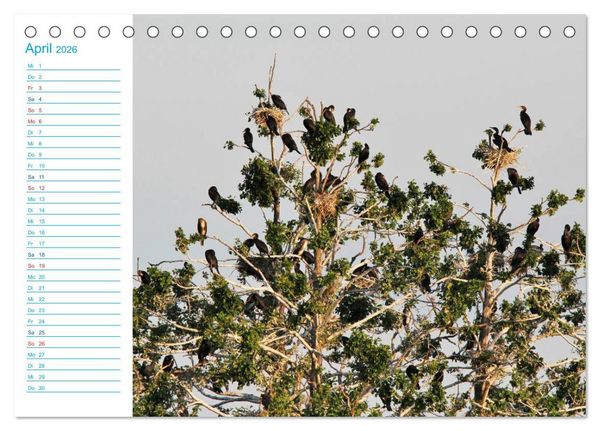 Produktbild: Urlaubsparadies Scharm&uuml;tzelsee (Tischkalender 2026 DIN A5 quer), CALVENDO Monatskalender