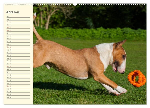 Produktbild: Bullterrier (hochwertiger Premium Wandkalender 2026 DIN A2 quer), Kunstdruck in Hochglanz