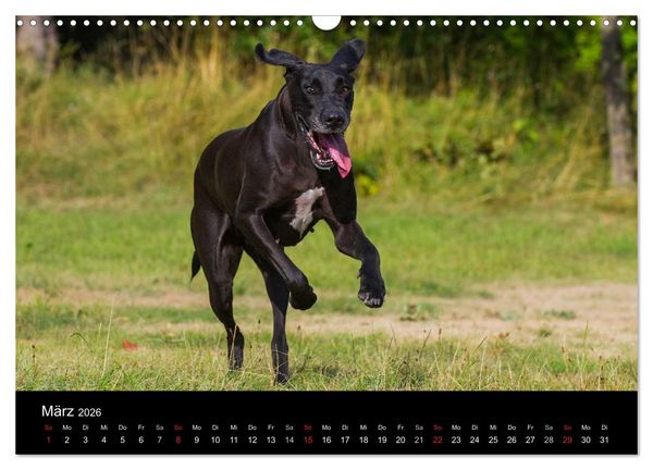 Produktbild: Deutsche Dogge 2026 (Wandkalender 2026 DIN A3 quer), CALVENDO Monatskalender