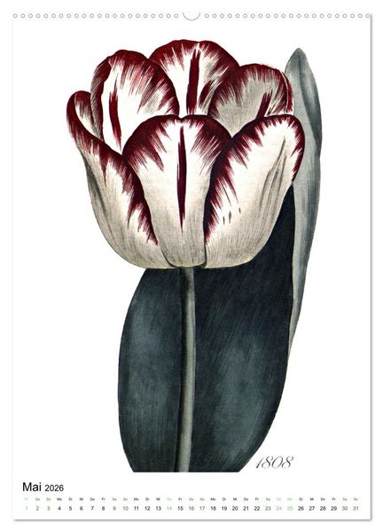 Produktbild: Tulpen - Jahr (hochwertiger Premium Wandkalender 2026 DIN A2 hoch), Kunstdruck in Hochglanz
