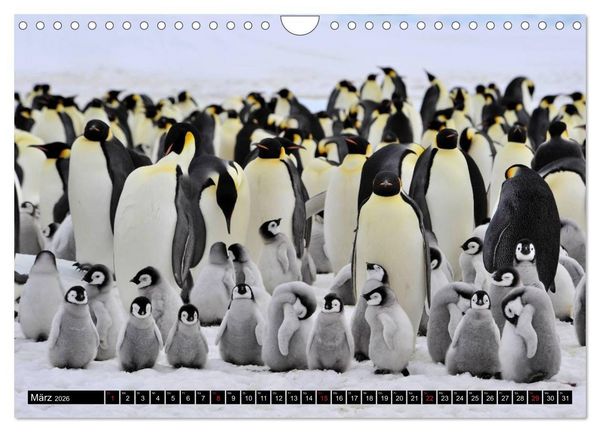 Produktbild: Pinguine - Watscheln im festlichen Kleid (Wandkalender 2026 DIN A4 quer), CALVENDO Monatskalender