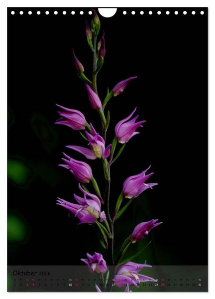 Produktbild: Juwelen der Natur - Ein Orchideensommer (Wandkalender 2026 DIN A4 hoch), CALVENDO Monatskalender