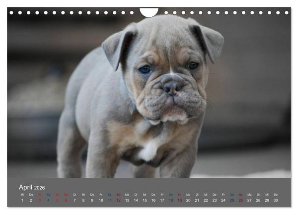 Produktbild: Bulldoggen-Zwerge (Wandkalender 2026 DIN A4 quer), CALVENDO Monatskalender