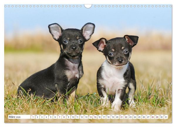 Produktbild: Enegieb&uuml;ndel Chihuahua - Temperament auf vier Pfoten (Wandkalender 2026 DIN A3 quer), CALVENDO Monatskalender
