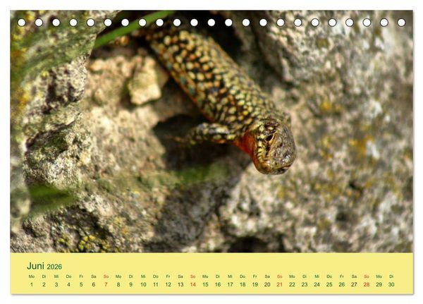 Produktbild: Flinke Eidechsen (Tischkalender 2026 DIN A5 quer), CALVENDO Monatskalender