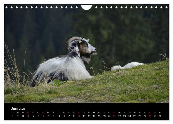 Produktbild: Maramures - Rum&auml;niens zeitloser Norden (Wandkalender 2026 DIN A4 quer), CALVENDO Monatskalender