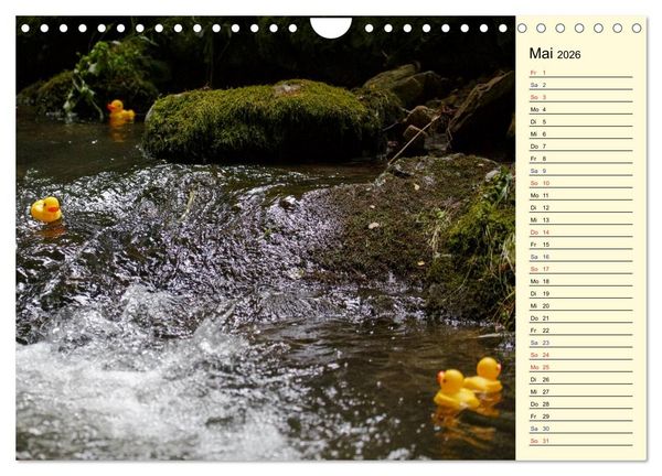 Produktbild: Enten-Rennen (Wandkalender 2026 DIN A4 quer), CALVENDO Monatskalender
