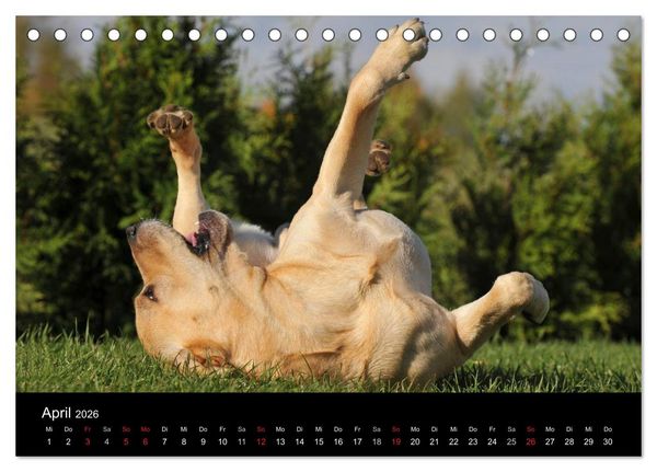 Produktbild: Labrador Retriever 2026 (Tischkalender 2026 DIN A5 quer), CALVENDO Monatskalender