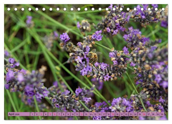 Produktbild: Farbzauber Lavendel (Tischkalender 2026 DIN A5 quer), CALVENDO Monatskalender