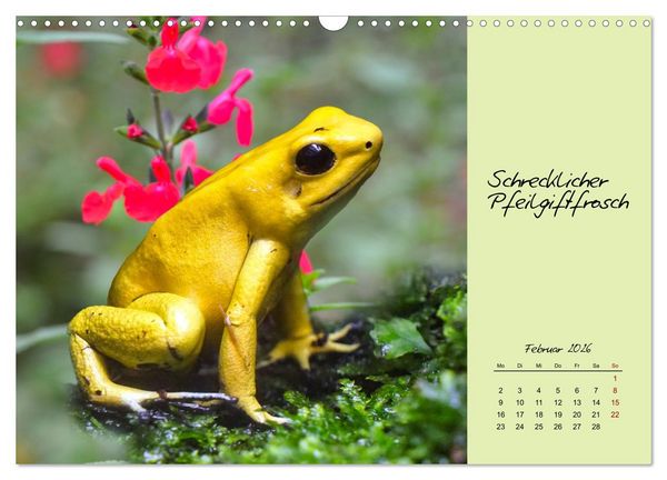 Produktbild: Heimische und exotische Amphibien (Wandkalender 2026 DIN A3 quer), CALVENDO Monatskalender