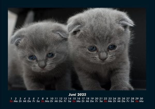 Produktbild: Katzen 2025 Fotokalender DIN A4