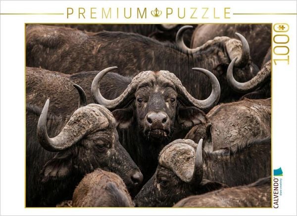 CALVENDO Puzzle Büffel | 1000 Teile Lege-Größe 64x48cm Foto-Puzzle für glückliche Stunden