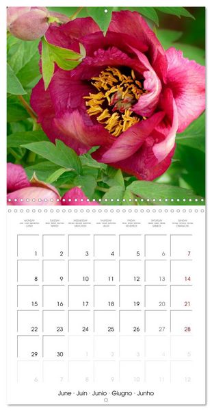 Produktbild: Peonies as painted (Wall Calendar 2026 12 &times; 12 Inch) CALVENDO 12 Month Wall Calendar