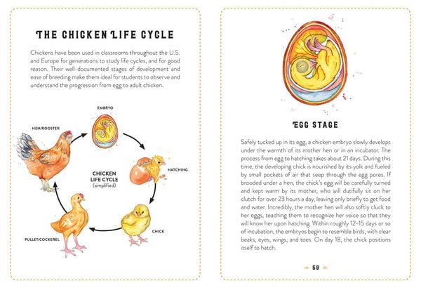 Produktbild: The Little Book of Chickens