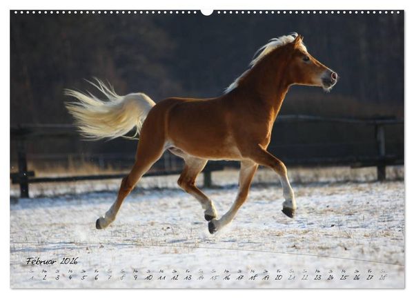 Produktbild: Haflinger-Pferde in Reinzucht (Wandkalender 2026 DIN A2 quer), CALVENDO Monatskalender