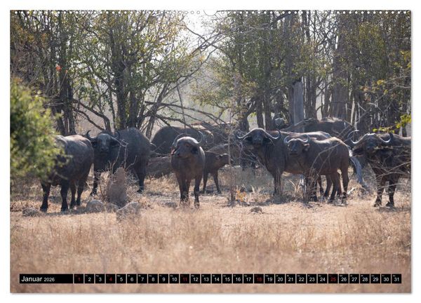 Produktbild: Sambia "Das wirkliche Afrika" (hochwertiger Premium Wandkalender 2026 DIN A2 quer), Kunstdruck in Hochglanz