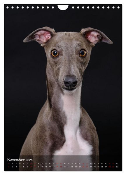 Produktbild: Whippets im Portrait (Wandkalender 2026 DIN A4 hoch), CALVENDO Monatskalender