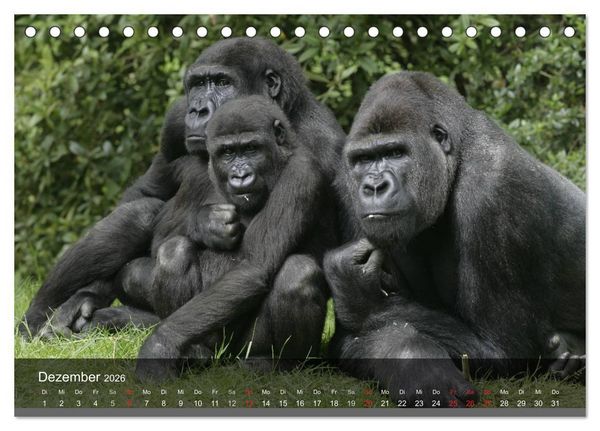 Produktbild: Gorillas. Friedliebende Kraftpakete (Tischkalender 2026 DIN A5 quer), CALVENDO Monatskalender
