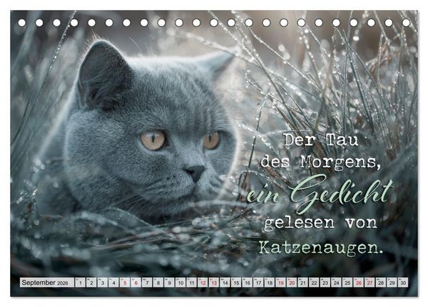 Produktbild: Katzenpoesie - Herzber&uuml;hrende Verse (Tischkalender 2026 DIN A5 quer), CALVENDO Monatskalender