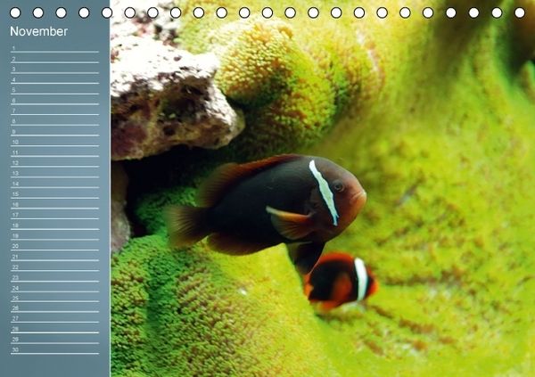 Produktbild: Bunte Riffbewohner - Fische, Anemonen und noch viel mehr (Tischkalender immerw&auml;hrend DIN A5 quer)