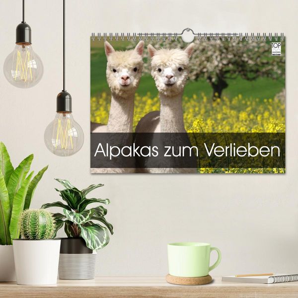 Produktbild: Alpakas zum Verlieben (Wandkalender 2026 DIN A4 quer), CALVENDO Monatskalender