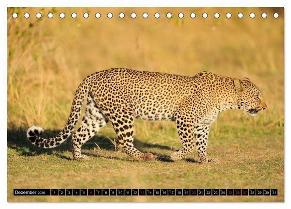 Produktbild: Faszination Afrika: Der Leopard (Tischkalender 2026 DIN A5 quer), CALVENDO Monatskalender