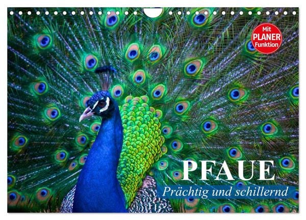 Produktbild: Pfaue. Pr&auml;chtig und schillernd (Wandkalender 2026 DIN A4 quer), CALVENDO Monatskalender