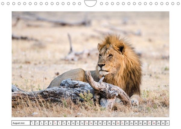 Produktbild: Wildlife - Tiere in Namibia (Wandkalender 2022 DIN A4 quer)