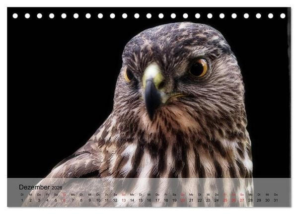 Produktbild: Falken und Greifv&ouml;gel. Edle J&auml;ger (Tischkalender 2026 DIN A5 quer), CALVENDO Monatskalender