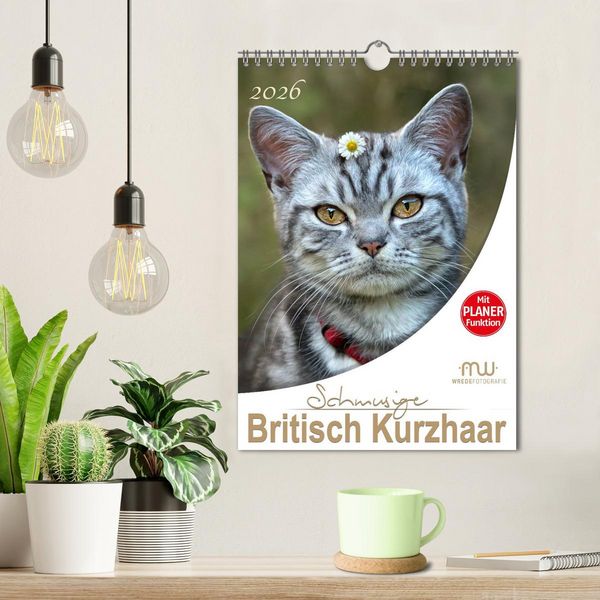 Produktbild: Schmusige Britisch Kurzhaar (Wandkalender 2026 DIN A4 hoch), CALVENDO Monatskalender