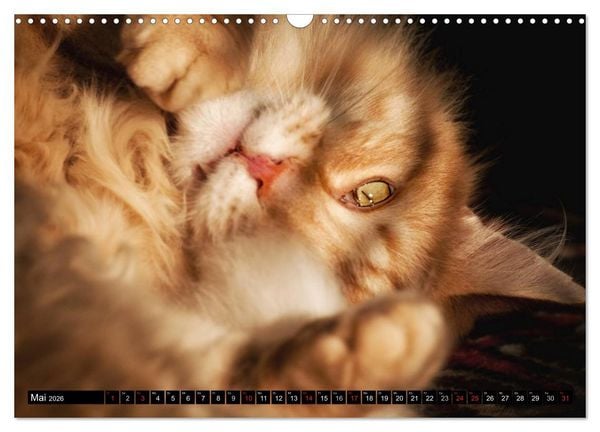 Produktbild: KATZEN Beautys (Wandkalender 2026 DIN A3 quer), CALVENDO Monatskalender