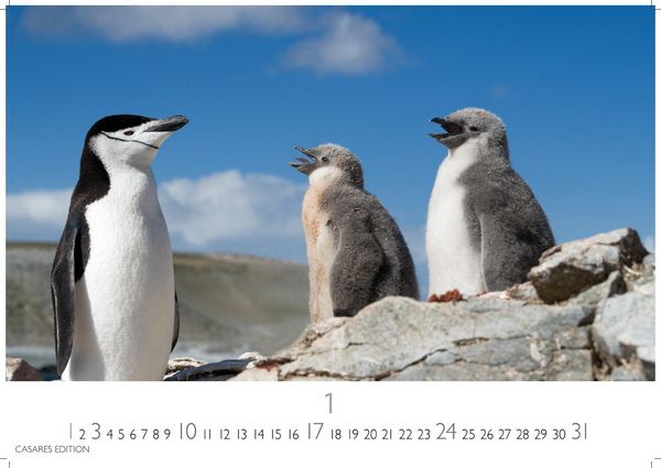 Produktbild: Pinguine Kalender 2027 &ndash; Wandkalender | Fotokalender Tierkalender 24x35cm | . mit niedlichen Pinguin-Motiven im antarktischen Lebensraum.