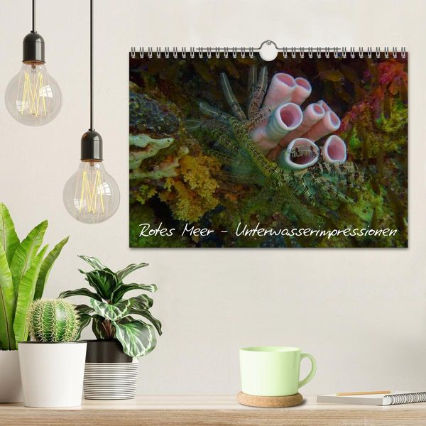 Produktbild: Rotes Meer - Unterwasserimpressionen (Wandkalender 2026 DIN A4 quer), CALVENDO Monatskalender