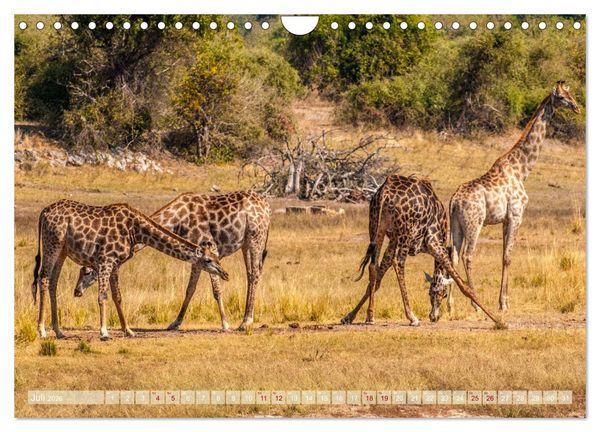 Produktbild: Chobe River - Eine spannende Flussfahrt in Botswana (Wandkalender 2026 DIN A4 quer), CALVENDO Monatskalender