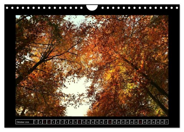 Produktbild: Der Reichswald bei Kleve (Wandkalender 2026 DIN A4 quer), CALVENDO Monatskalender