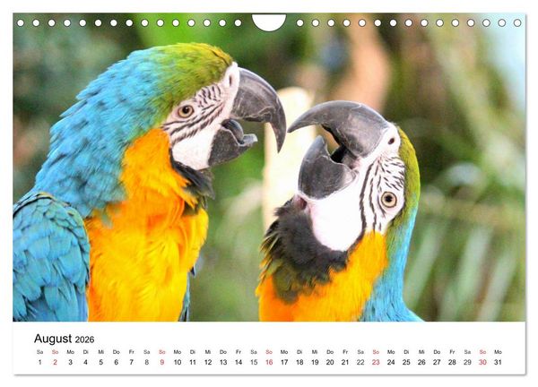 Produktbild: Papageien. Knallbunte Aras und Co. (Wandkalender 2026 DIN A4 quer), CALVENDO Monatskalender