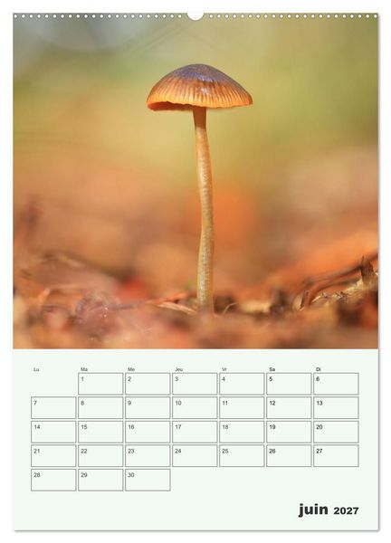 Produktbild: Champignons magiques - Beaut&eacute;s &eacute;ph&eacute;m&egrave;res (Calendrier mural 2027 DIN A2 horizontal), CALVENDO calendrier mensuel