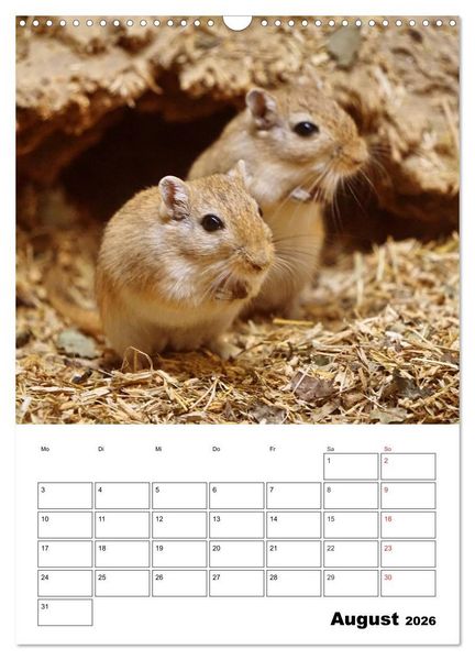 Produktbild: Lustige Rennm&auml;use (Wandkalender 2026 DIN A3 hoch), CALVENDO Monatskalender