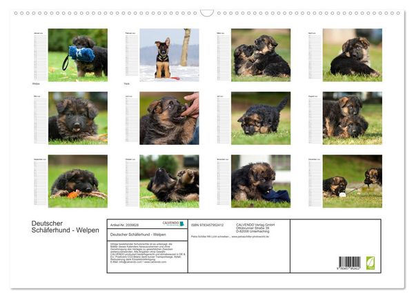 Produktbild: Deutscher Sch&auml;ferhund - Welpen (Wandkalender 2026 DIN A2 quer), CALVENDO Monatskalender