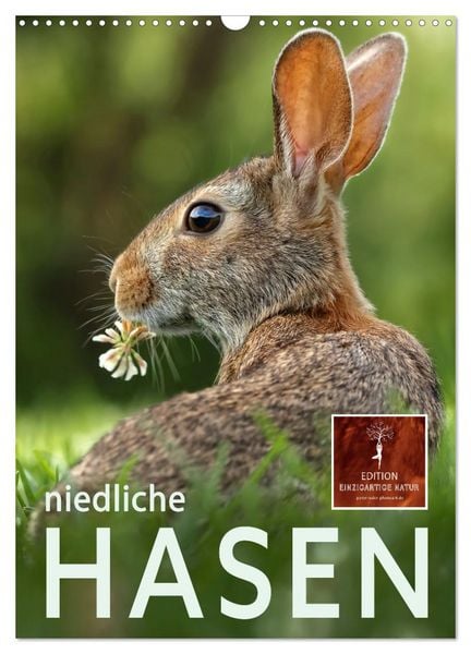 Produktbild: Niedliche Hasen (Wandkalender 2026 DIN A3 hoch), CALVENDO Monatskalender