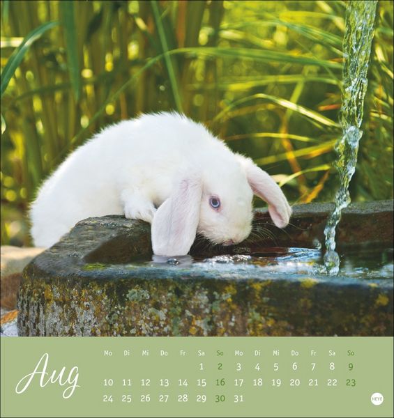 Produktbild: S&uuml;&szlig;e Kaninchen Postkartenkalender 2026