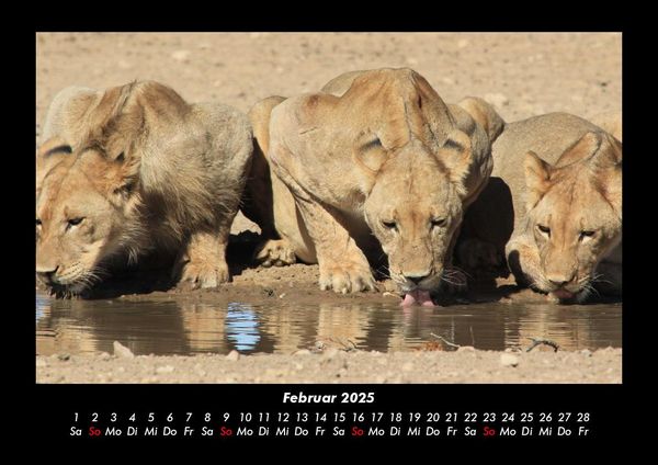 Produktbild: L&ouml;wen in der Wildnis 2025 Fotokalender DIN A3