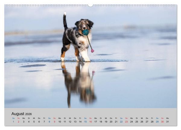 Produktbild: Australian Shepherd Welpen 2026 (hochwertiger Premium Wandkalender 2026 DIN A2 quer), Kunstdruck in Hochglanz
