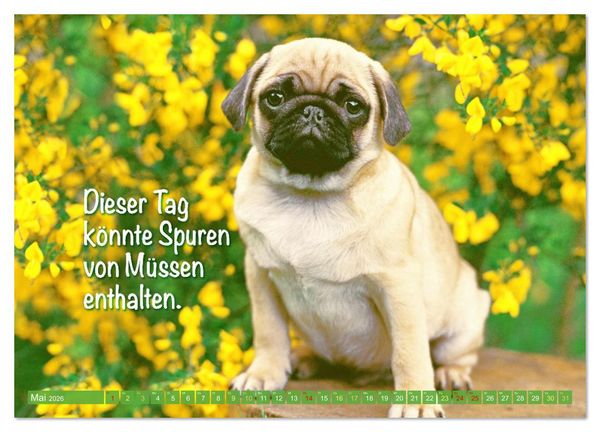 Produktbild: Der Mops: Nicht klein, sondern aufs Wesentliche reduziert. (Wandkalender 2026 DIN A4 quer), CALVENDO Monatskalender