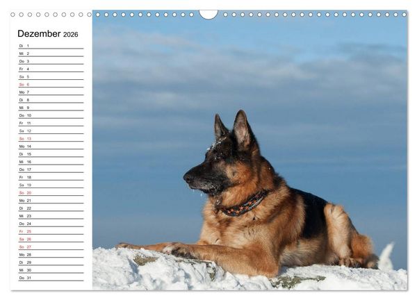 Produktbild: Deutsche Sch&auml;ferhunde - Liebenswerte Graunasen (Wandkalender 2026 DIN A3 quer), CALVENDO Monatskalender