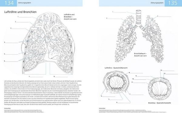 Produktbild: Das Lehrbuch der Anatomie