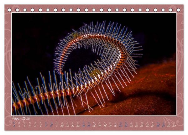 Produktbild: Unterwasser Kunstwerke (Tischkalender 2026 DIN A5 quer), CALVENDO Monatskalender