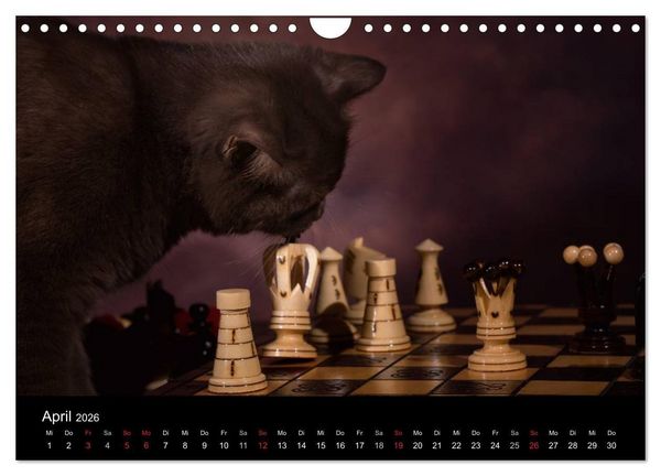 Produktbild: Schokoladige Britisch Kurzhaar Katzen (Wandkalender 2026 DIN A4 quer), CALVENDO Monatskalender